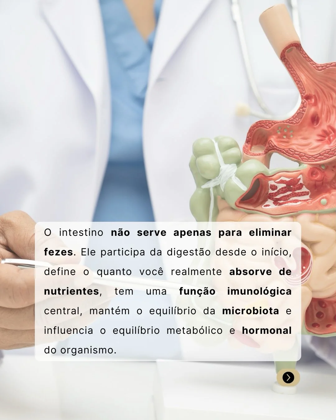Modelo anatômico de intestino — funções do intestino vão muito além de eliminar fezes