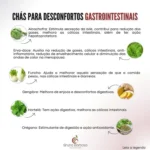 Chás para aliviar desconfortos gastrointestinais com ervas como gengibre e hortelã.